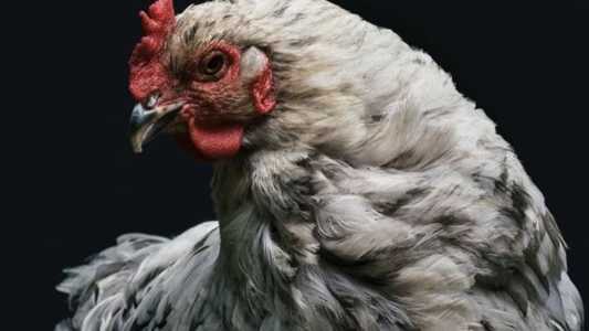 Japão bloqueia frango de Santa Catarina