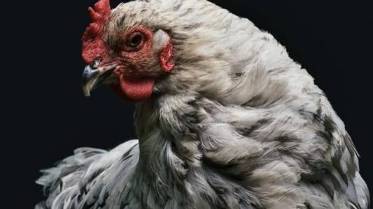 Japão bloqueia frango de Santa Catarina