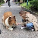 Japonês que gastou R$ 70 mil para se 'transformar' em cachorro faz 1º passeio; veja