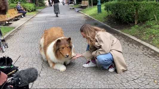 Japonês que gastou R$ 70 mil para se "transformar" em cachorro faz 1º passeio; veja.