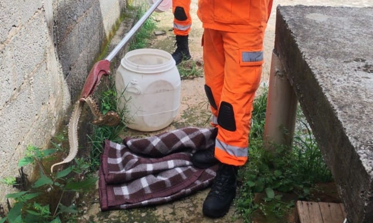 Jararaca é capturada pelos Bombeiros em quintal de residência em MG
