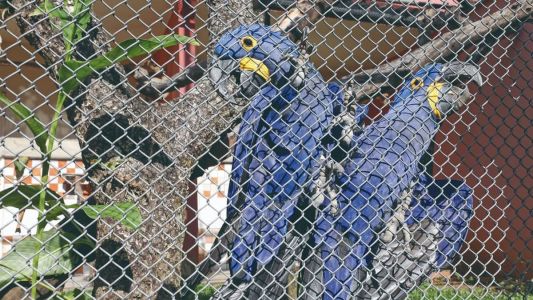 Jardim Zoológico de BH fica na Pampulha