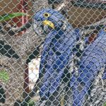 Deputada quer a impugnação do edital de privatização do Zoológico de BH