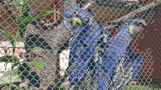 Jardim Zoológico de BH fica na Pampulha