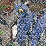 Zoológico de BH completa 67 anos com programação especial nas férias