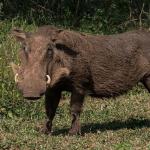 Por que alguns animais são vistos como pragas? Entenda o que influencia nossa percepção
