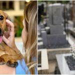 Governo de SP sanciona lei que permite sepultamento de animais no jazigo do tutor