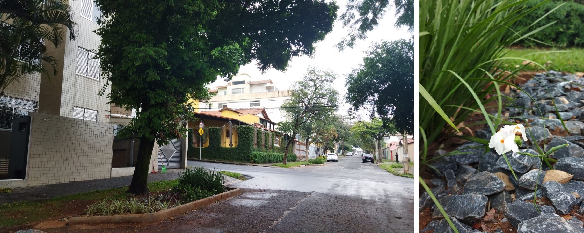 Morador de BH que adotar jardim que ajuda na prevenção de enchentes terá desconto de 10% no IPTU; entenda