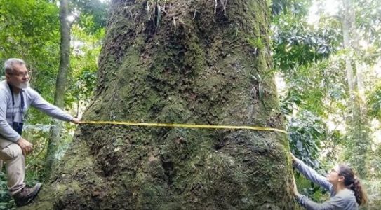 Estima-se que a árvore espécie tenha cerca de 500 anos