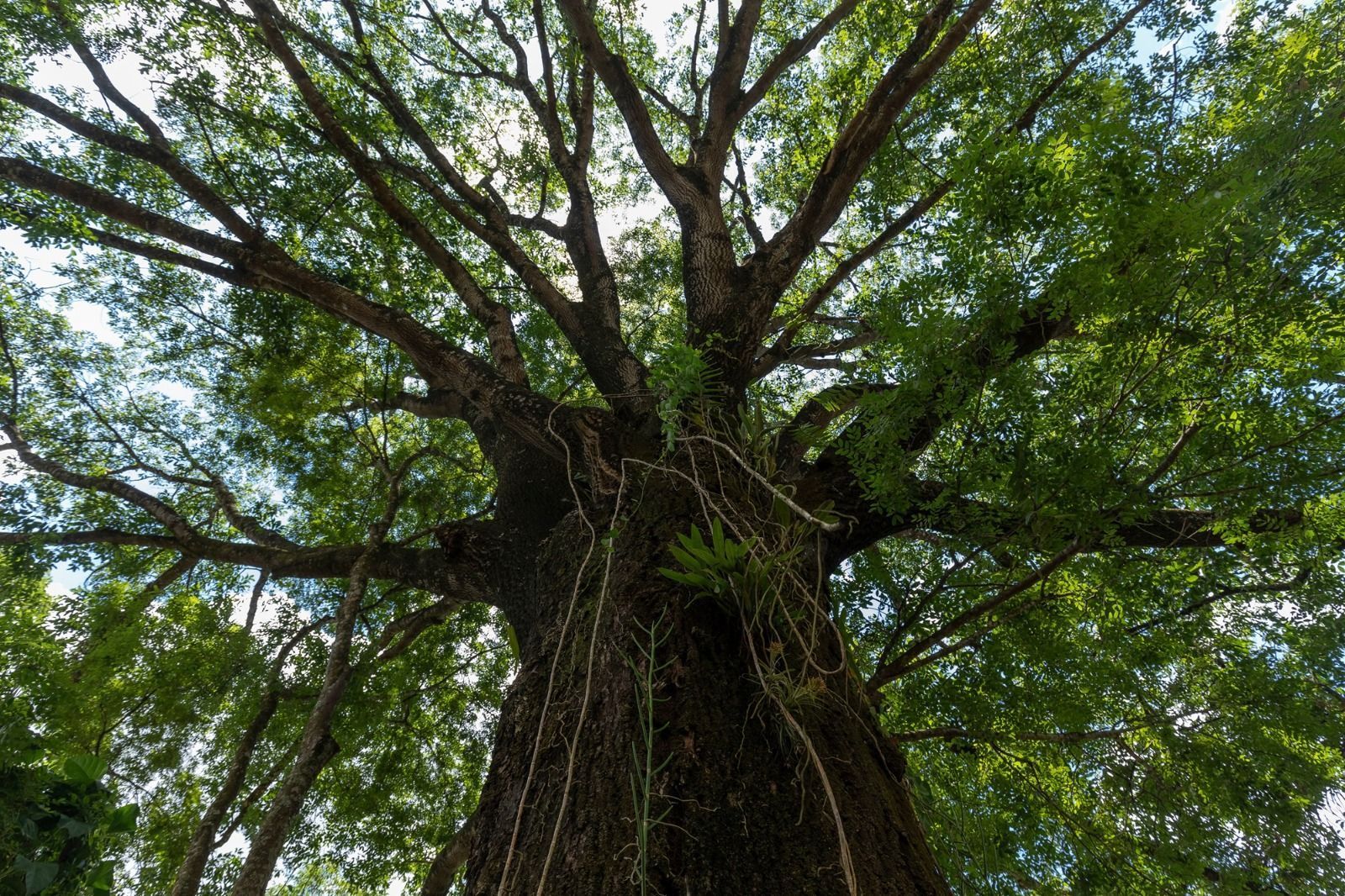 Instituto Inhotim promove o seminário internacional sobre biodiversidade e clima