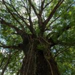 Instituto Inhotim promove o seminário internacional sobre biodiversidade e clima