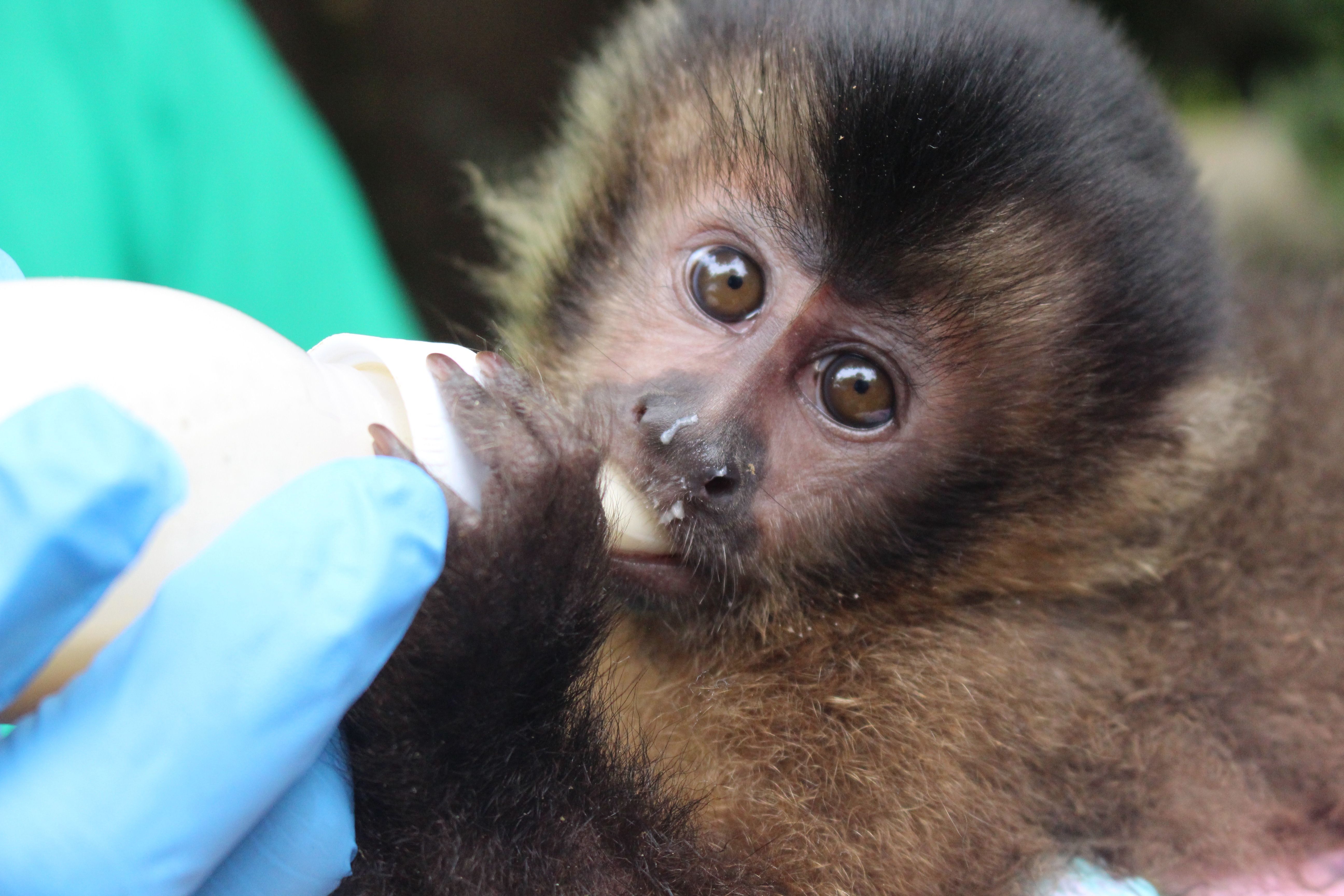 Macaco-prego reabilitado no CEBUS em Ipatinga está pronto para ganhar a liberdade