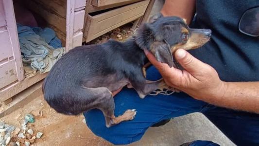 Os cães foram encaminhados a uma rede de proteção animal de Carandaí e a maritaca enviada ao Centro de Triagem de Animais Silvestres do Instituto Brasileiro do Meio Ambiente (Cetas/Ibama)