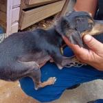 Três cachorros e uma maritaca são resgatados após denúncia de maus-tratos, em Minas