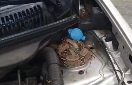 Jiboia se esconde em motor de carro e é capturada pelos bombeiros em BH