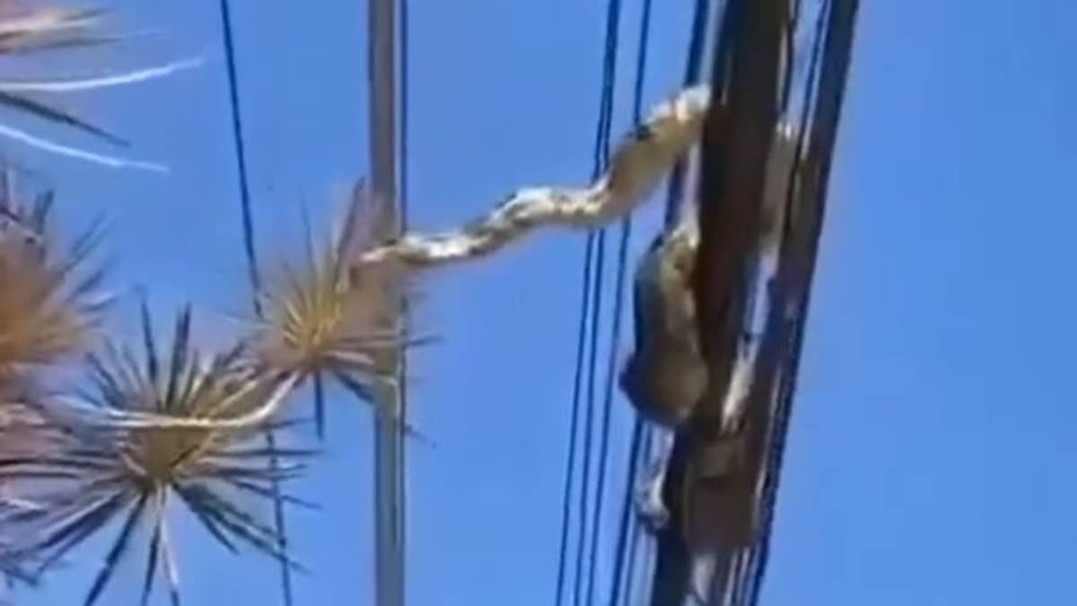Vídeo: jiboia se enrola em fios da rede elétrica e assusta moradores no Rio de Janeiro