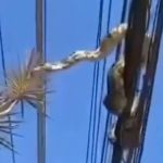 Vídeo: jiboia se enrola em fios da rede elétrica e assusta moradores no Rio de Janeiro