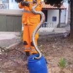 Bombeiros capturam jiboia em árvore no bairro Sapucaia, em Montes Claros