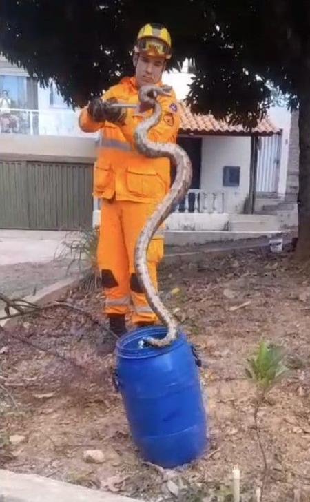 Jiboia foi encontrada por moradores, que se assuataram e acionaram os militares