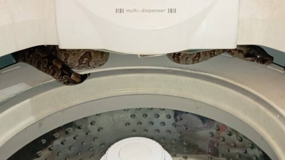 Jiboia de 1,5m é encontrada dentro de máquina de lavar no Triângulo Mineiro