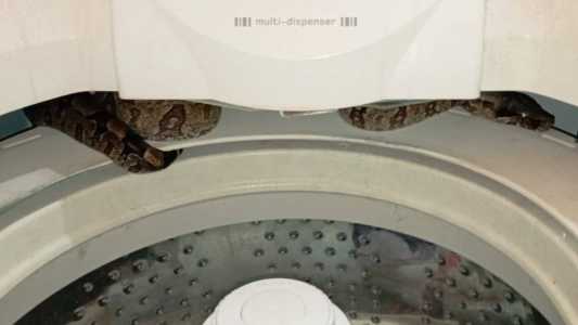 Jiboia de cerca de 1,5m foi encontrada em casa do Triângulo Mineiro