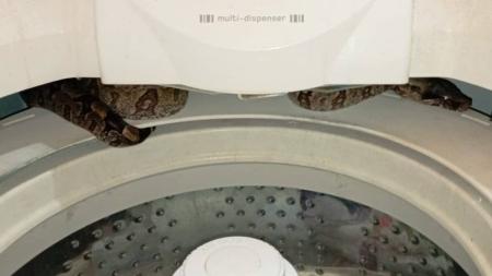 Jiboia de cerca de 1,5m foi encontrada em casa do Triângulo Mineiro