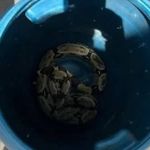 Jiboia de 'estimação' foge e fica 17 dias desaparecida até ser resgatada 