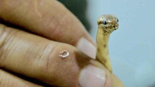 A cobra foi batizada de Tropidophis cacuangoae