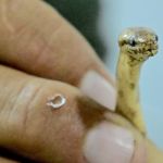 Cientistas descobrem nova espécie de jiboia-anã na Amazônia equatoriana