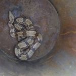 Vídeo: bombeiros resgatam serpente de quase 2 metros em tambor  