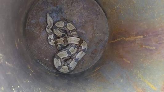 Jiboia estava dentro de um tambor