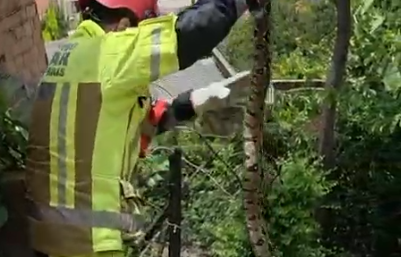 Jiboia estava imóvel após se alimentar e foi solta em área protegida