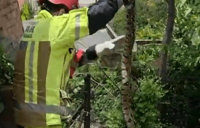 Jiboia estava imóvel após se alimentar e foi solta em área protegida