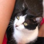 Adiar a castração de gatos aumenta riscos e expõe o pet a situações de estresse; entenda