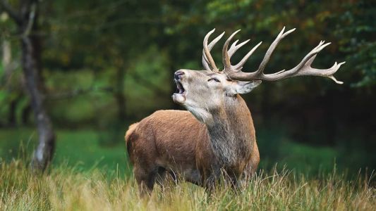 Joia feita de dente de alce continha DNA de uma mulher que viveu há cerca de 20 mil anos atrás