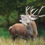 Joia feita de dente de alce tem DNA de uma mulher que viveu há 20 mil anos 