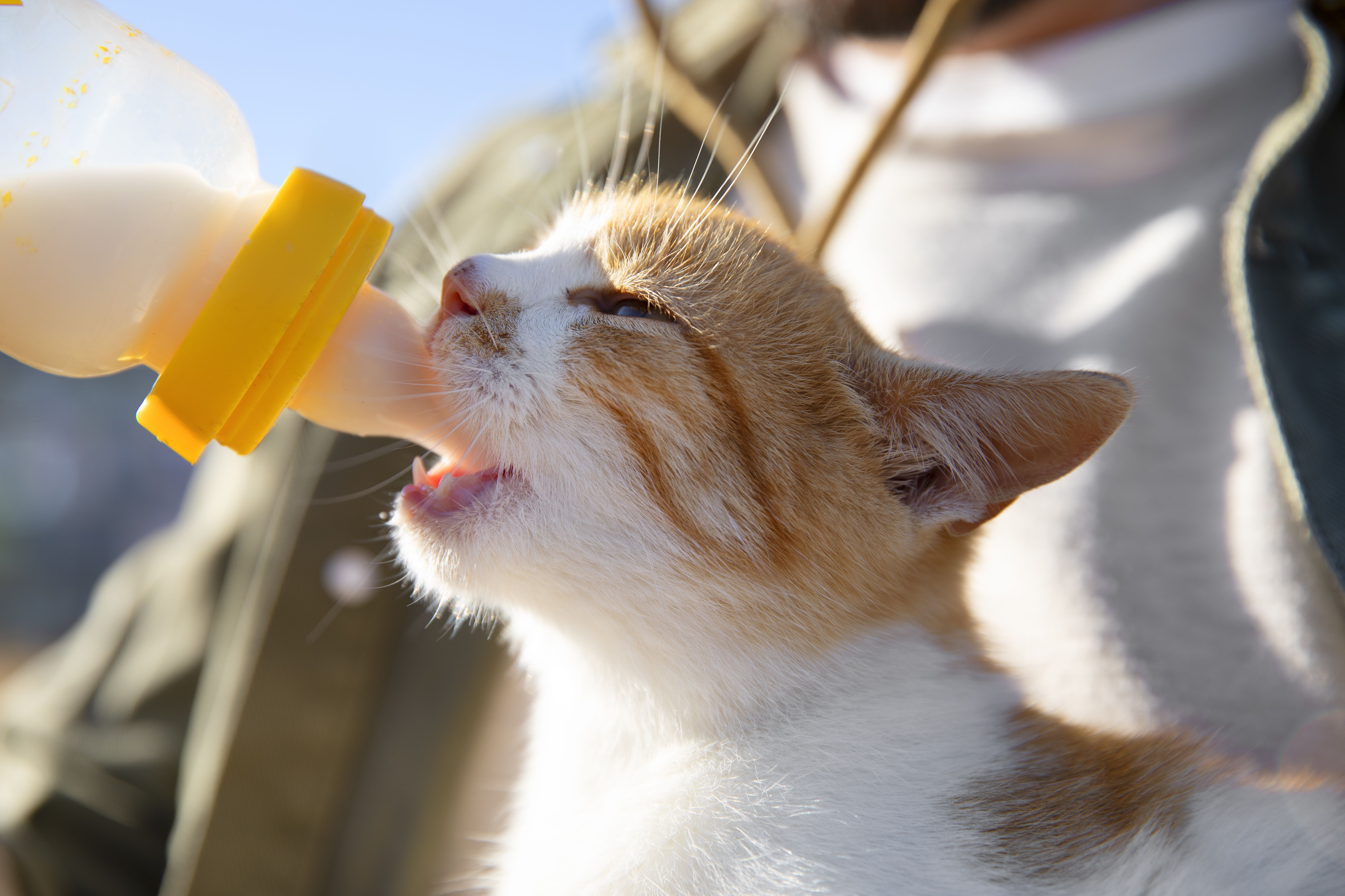 Gato pode tomar leite? Confira 5 mitos comuns sobre os felinos