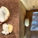 Jovem morre após comer pão com mortadela envenenado por idoso no MT