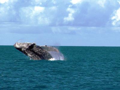 Jubartes em Abrolhos