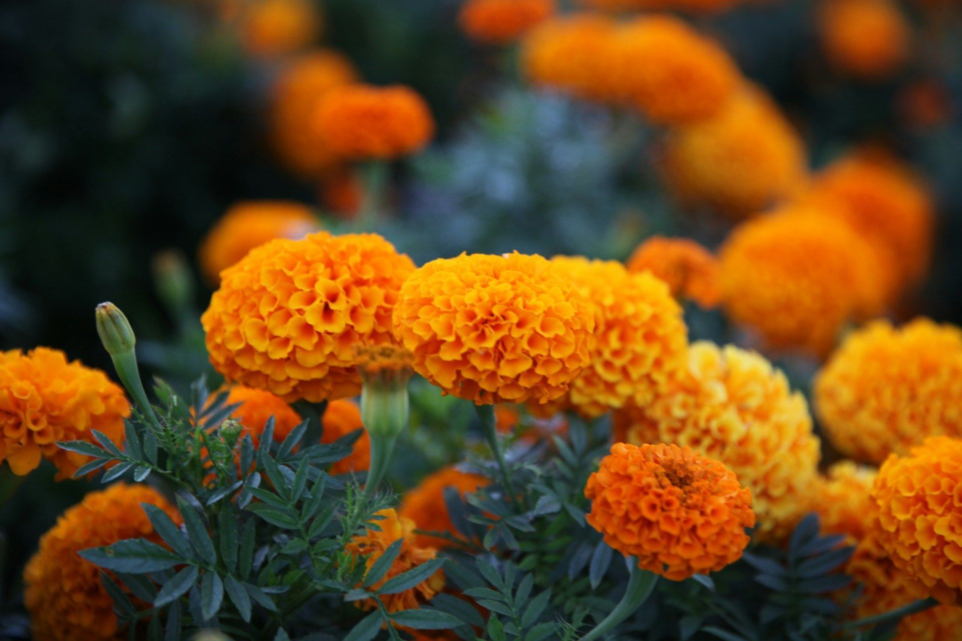 A planta ideal para semear em junho e que vai encher seu jardim de cor em setembro