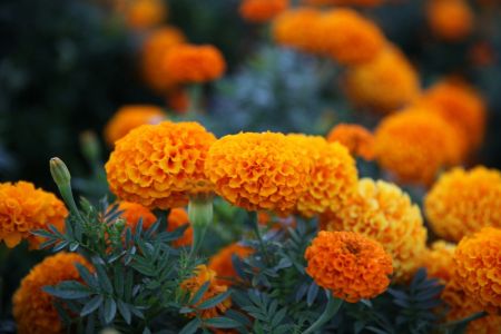 Calêndolas vão florecer em setembro
