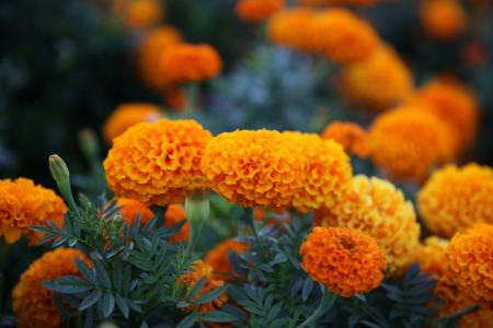 Calêndolas vão florecer em setembro
