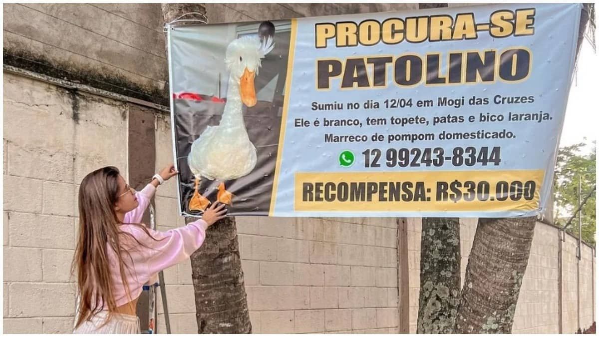 Influencer oferece recompensa de R$30 mil para quem devolver pato de estimação