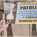 Influencer oferece recompensa de R$30 mil para quem devolver pato de estimação