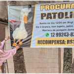 Influencer oferece recompensa de R$30 mil para quem devolver pato de estimação