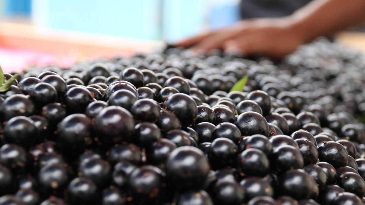 Jabuticaba de Cachoeira do Campo é reconhecida como Arranjo Produtivo Local