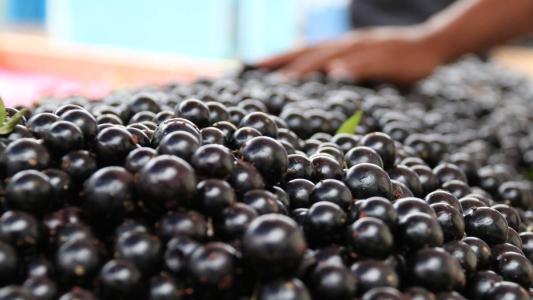 Jurados técnicos e populares vão julgar as amostras de produtos de membros da Associação dos Produtores de Derivados da Jabuticaba de Sabará (Asprodejas)