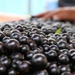 Jabuticaba de Cachoeira do Campo é reconhecida como Arranjo Produtivo Local