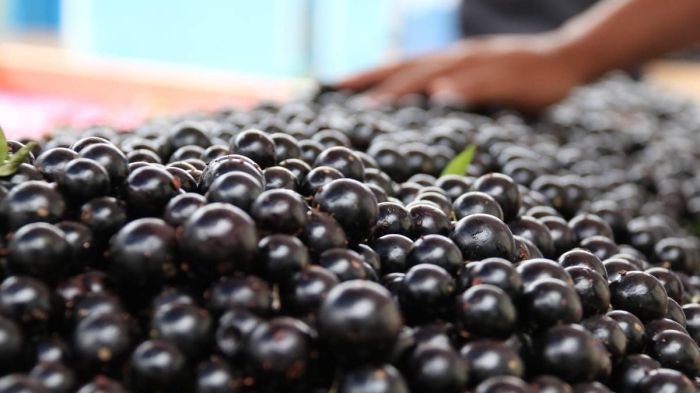 Jurados técnicos e populares vão julgar as amostras de produtos de membros da Associação dos Produtores de Derivados da Jabuticaba de Sabará (Asprodejas)