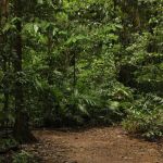 Reserva legal e o direito de propriedade